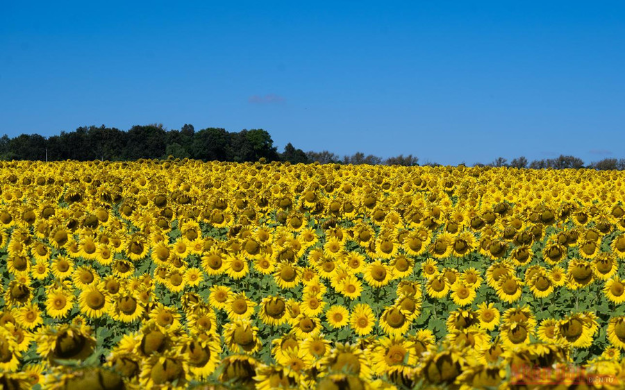 Cũng như đồng hoa hướng dương ở Tula, hướng dương trên các cánh đồng ở nhiều nơi trên đất nước Nga không chỉ khoe sắc trong nắng vàng và nền trời xanh ngắt, mà cũng là lúc chúng đã chín rộ chờ thu hoạch.