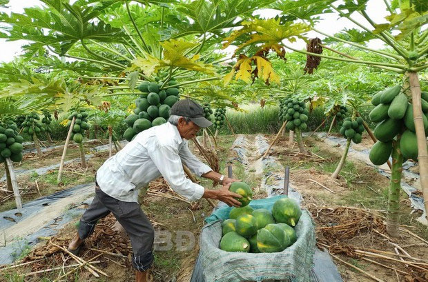  Ông Nguyễn Văn Chín, xã Phước Hiệp, huyện Tuy Phước, tỉnh Bình Định đang thu hoạch đu đủ.