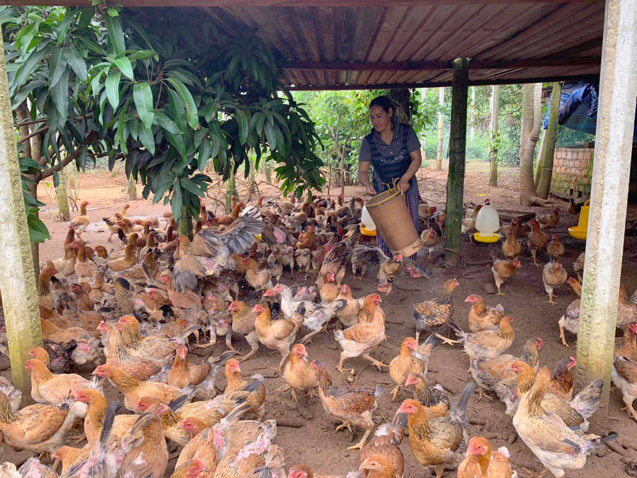 Nhờ nuôi theo hướng an toàn sinh học, đàn gà của gia đình anh Vũ Đình Bình (xã Hòa Phú, huyện Chư Păh) phát triển khỏe mạnh. Ảnh: Hồng Thương 