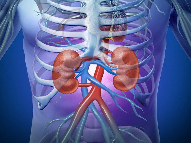 Thận có vai trò rất quan trọng đến sức khỏe tổng thể của cơ thể ẢNH MINH HỌA: SHUTTERSTOCK