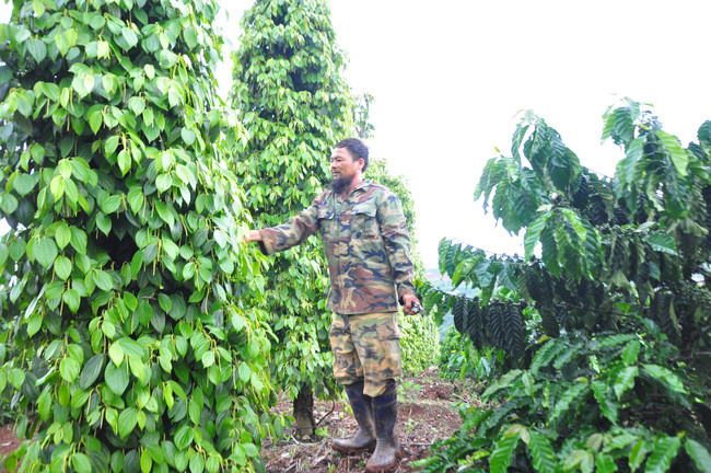 Mỗi năm, từ mô hình vườn “6 trong 1”, gia đình ông Phương có thu nhập gần 400 triệu đồng. Ảnh: Văn Long