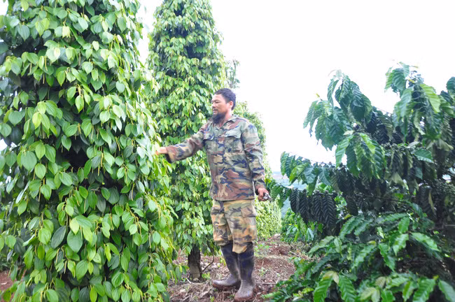 Mỗi năm, từ mô hình vườn “6 trong 1”, gia đình ông Phương có thu nhập gần 400 triệu đồng. Ảnh: Văn Long