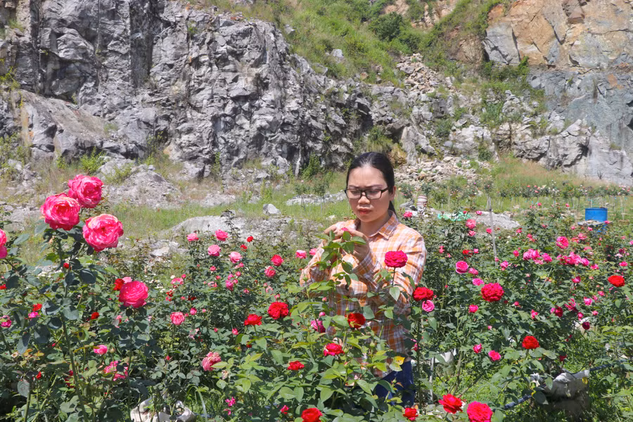 Chị Hoàng Thị Hiếu (thị trấn Kbang, huyện Kbang) thu nhập 20 triệu đồng/tháng từ kinh doanh hoa hồng. Ảnh: An Phát