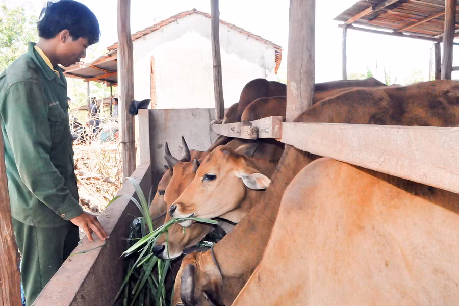 Người dân xã Ia Blang phát triển mô hình chăn nuôi để nâng cao thu nhập. Ảnh: Phạm Ngọc Người dân xã Ia Blang phát triển mô hình chăn nuôi để nâng cao thu nhập. Ảnh: Phạm Ngọc