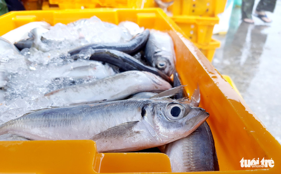 Nhiều loại cá, hải sản được ướp đá, đưa lên bờ để đảm bảo độ tươi ngon - Ảnh: DOÃN HÒA