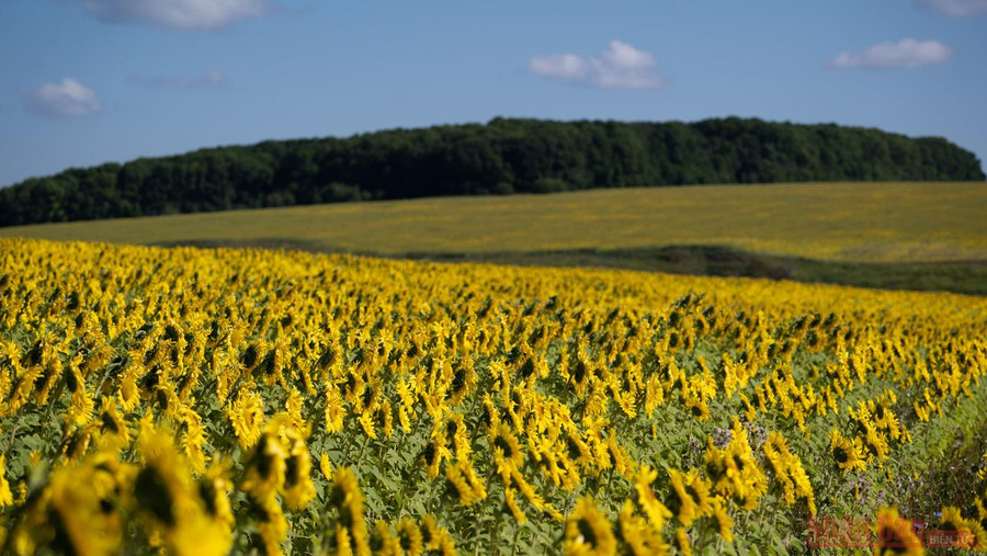 Ngày nay, hướng dương được trồng phổ biến ở Nga và là một trong những loại cây trồng chính để lấy dầu. Hoa hướng dương được mệnh danh là loài hoa mặt trời, với khả năng độc đáo có thể xoay đầu bông theo hướng ánh nắng mặt trời, từ khi bình minh đến hoàng hôn.