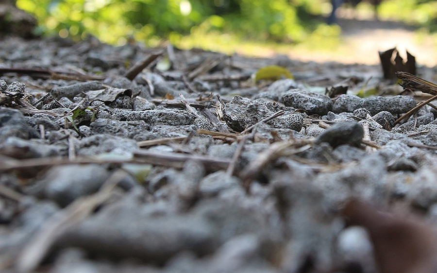 Con đường trải san hô hóa thạch trong rừng nguyên sinh Cồn Cỏ (Ảnh: quangbinhtravel) 