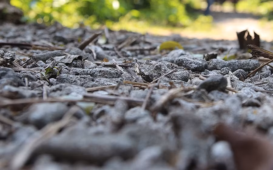 Con đường trải san hô hóa thạch trong rừng nguyên sinh Cồn Cỏ (Ảnh: quangbinhtravel) 