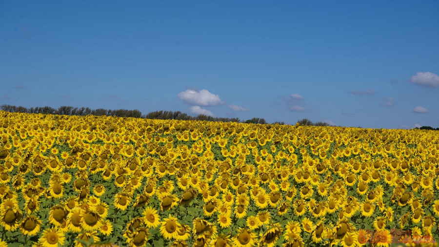 Trong ngành huy hiệu học, hoa hướng dương là biểu tượng của sự màu mỡ, thống nhất, ánh sáng và thịnh vượng, cũng như hòa bình.