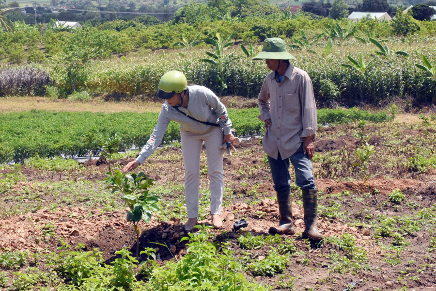 Hỗ trợ cây giống để người dân chuyển đổi diện tích mía, mỳ kém hiểu quả sang trồng cây ăn quả. Ảnh: Quang Tấn 