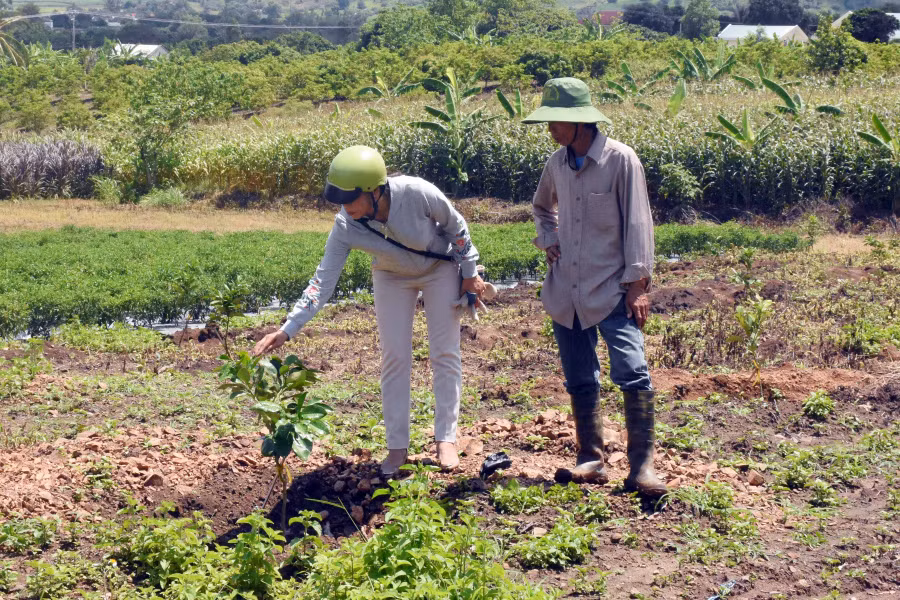 Hỗ trợ cây giống để người dân chuyển đổi diện tích mía, mỳ kém hiểu quả sang trồng cây ăn quả. Ảnh: Quang Tấn 
