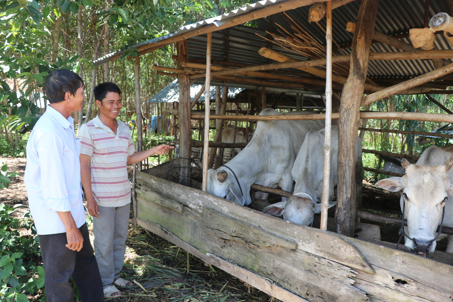 Anh Đinh Rêu (bên phải; thôn 1, xã Đông, huyện Kbang) tham gia vào nông hội được trao đổi kinh nghiệm chăn nuôi và biết cách cập nhật thông tin thị trường. Ảnh: Ngọc Minh 