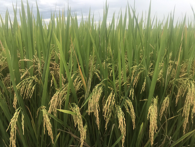 Giống lúa VNR88, VNR20 hiện nay đã được công nhận sản xuất thử và giống Hương Châu 6 đã được công nhận lưu hành.