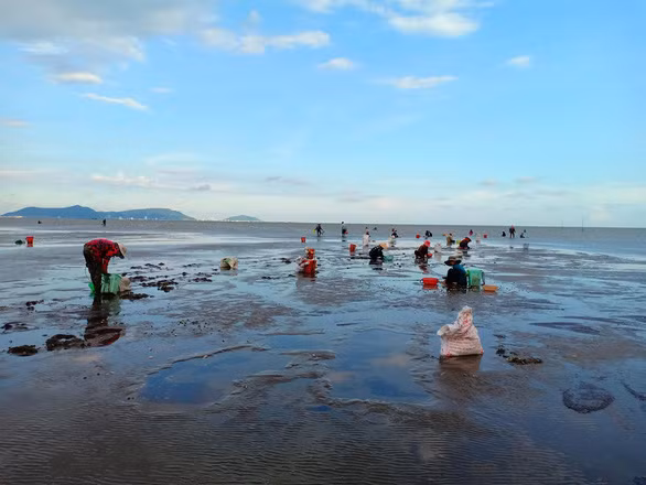 Người dân địa phương thu hoạch nghêu buổi sáng - Ảnh: LÊ THÚY