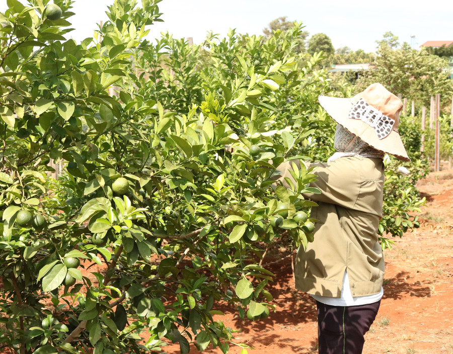 Gia đình anh Siu Mi (xã Ia Kriêng, huyện Đức Cơ) chuyển đổi diện tích hồ tiêu bị chết sang trồng cây ăn quả. Ảnh: Lê Nam 