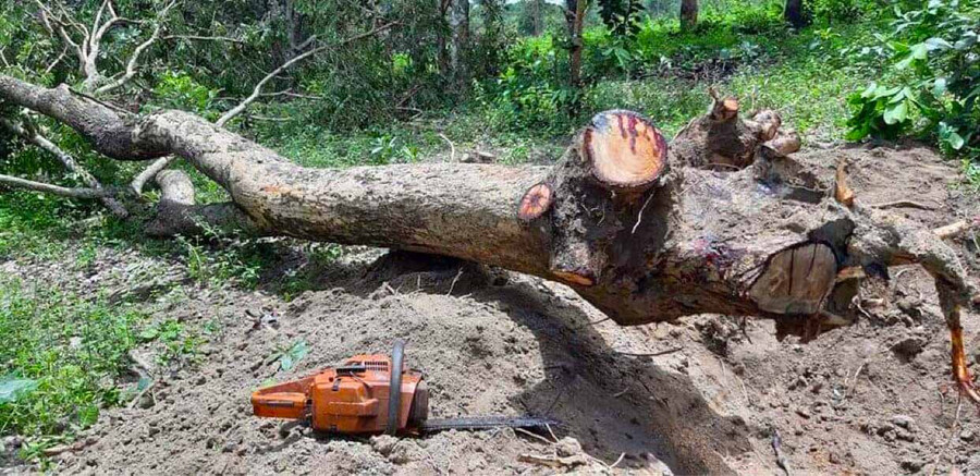 Cây gỗ hương đã bị khai thác tại vườn nhà ông Rchâm Bor (xã Gào, TP. Pleiku). Ảnh: N.D