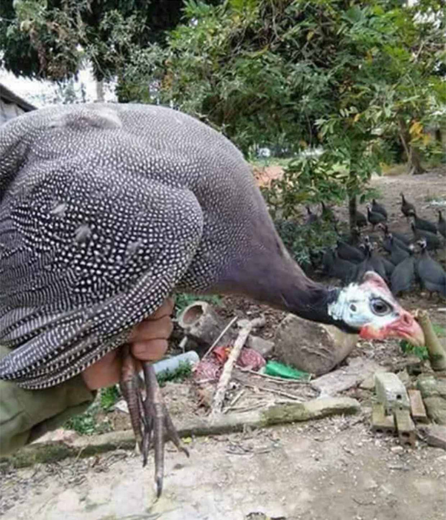 ... do số lượng trứng có hạn. ... do số lượng trứng có hạn.