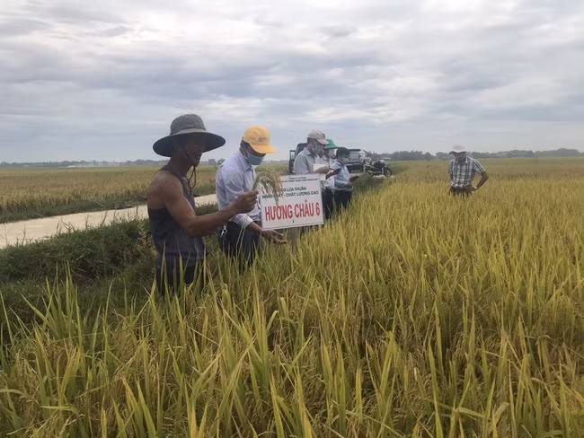 Dự kiến thời gian tới, công ty tiếp tục cho sản xuất, mở rộng diện thích bộ 3 giống lúa: VNR20, VNR88, Hương Châu 6, nhằm nâng cao thu nhập cho bà con nông dân.