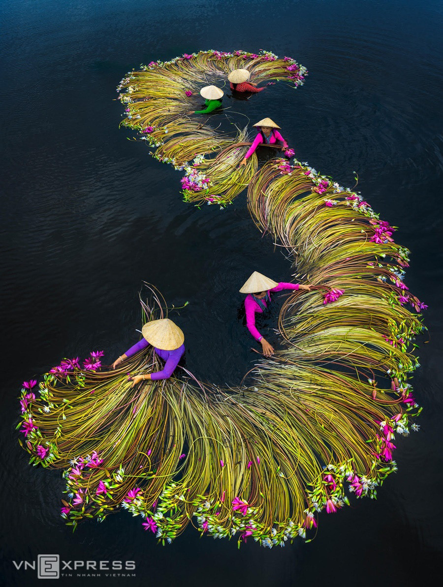 “Vũ điệu” các cô gái rửa hoa súng sắp thành chữ S trên mặt nước, mang đậm chất hồn quê miền sông nước của đất nước Việt Nam.