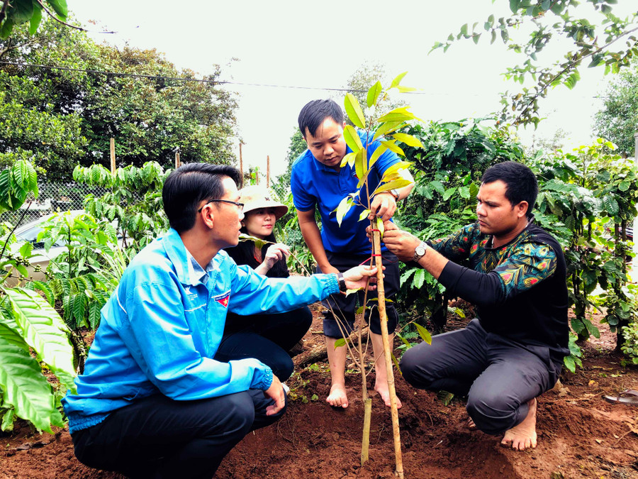 Hội LHTN Việt Nam tỉnh hỗ trợ cây trồng cho thanh niên H'Mân (bìa phải, làng Ia Nueng, xã Biển Hồ, TP.Pleiku). Ảnh : Phan Lài 