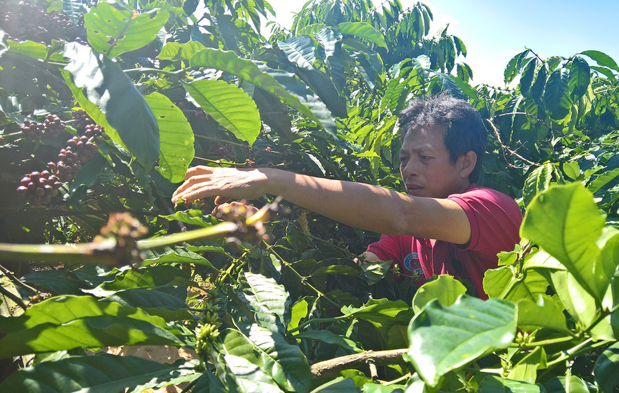 Phấn đấu tốc độ tăng trưởng kim ngạch xuất khẩu đến năm 2025 đạt 700 triệu USD, tốc độ tăng trưởng bình quân giai đoạn 2021-2025 là 3,83%. Ảnh: Hà Duy