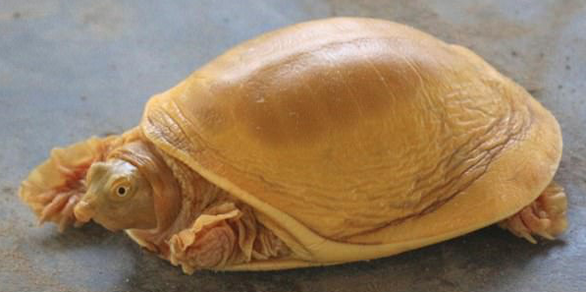 Con rùa có màu vàng cả thân và mai khiến nó trở nên độc đáo - Ảnh: PEN NEWS/DEV NARAYAN MANDAL