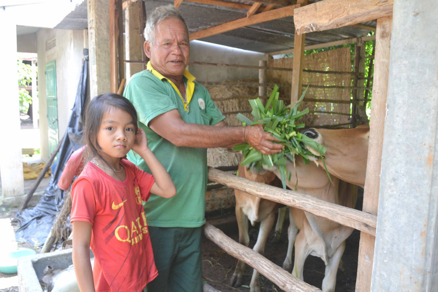 Ông Rơ Châm Amét (làng Kte, xã Ia Phí, huyện Chư Pah) chăm sóc đàn bò của gia đình. Ảnh: Hoàng Cư 