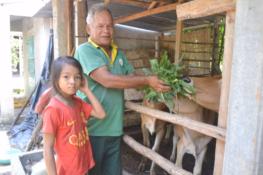Ông Rơ Châm Amét (làng Kte, xã Ia Phí, huyện Chư Pah) chăm sóc đàn bò của gia đình. Ảnh: Hoàng Cư 