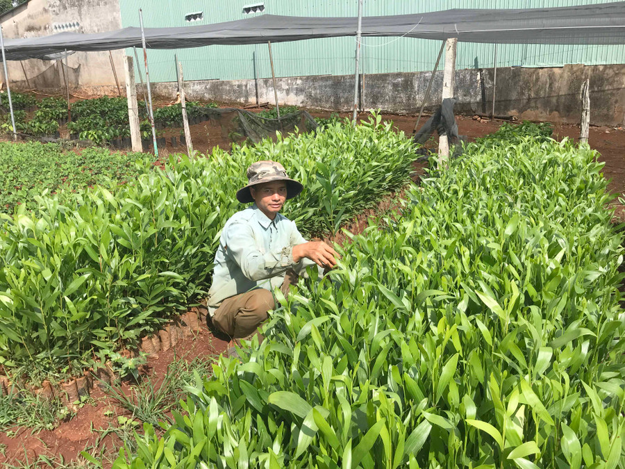  Chuẩn bị cây giống trồng rừng năm 2020 tại huyện Chư Pah. Ảnh: Nguyễn Diệp