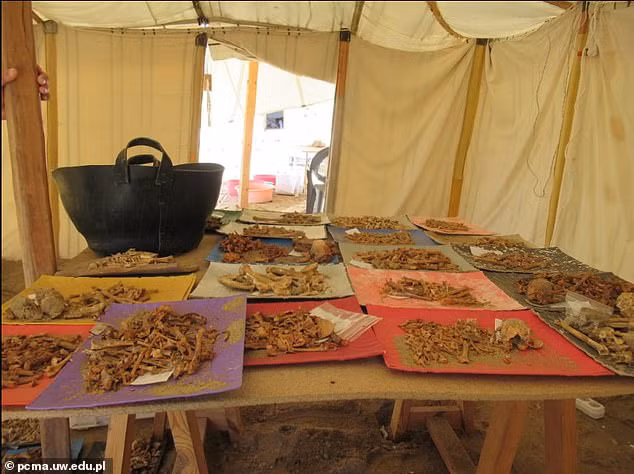 Nhiều bộ hài cốt tương tự được các nhà khoa học đưa về lều khảo cổ - ảnh do nhóm nghiên cứu cung cấp Nhiều bộ hài cốt tương tự được các nhà khoa học đưa về lều khảo cổ - ảnh do nhóm nghiên cứu cung cấp