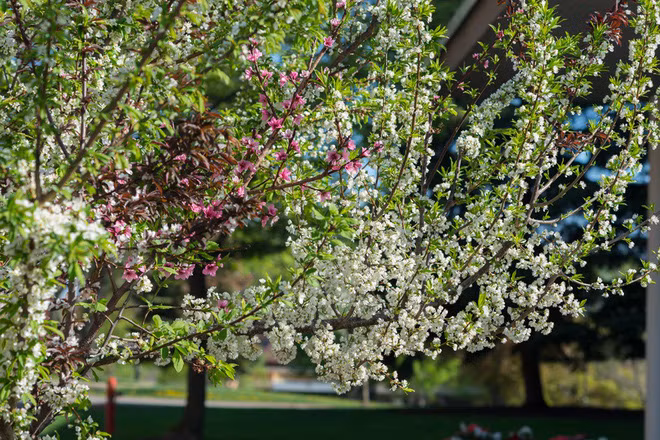Mỗi cành là một loại cây, cho ra các loại hoa với màu sắc, hình dạng khác nhau. Ảnh: Kickstarters.