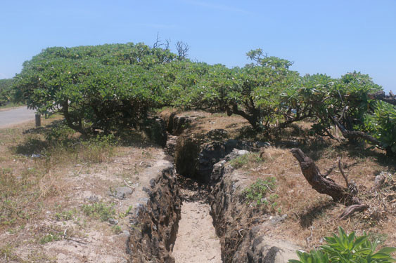 Di tích giao thông hào và cây phong ba trên đảo Cồn Cỏ