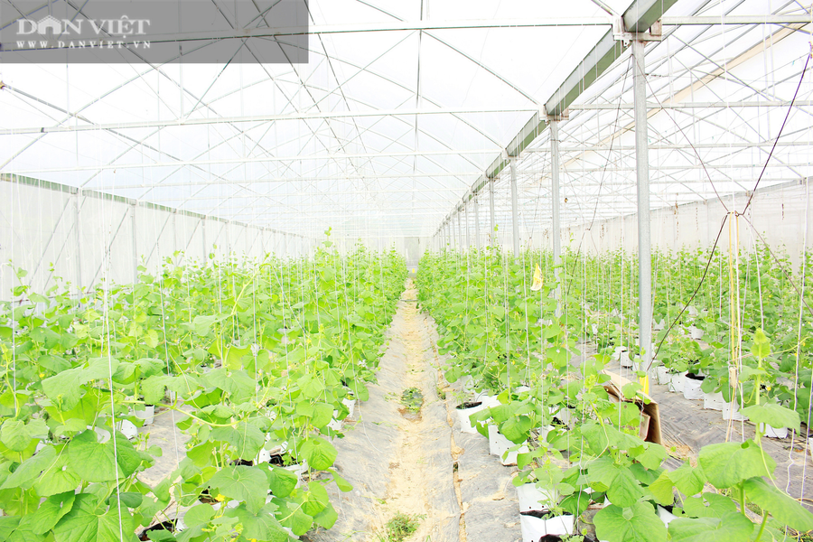 Mô hình trồng dưa lưới của kỹ sư 9X được đầu tư, xây dựng hiện đại. Ảnh: PV
