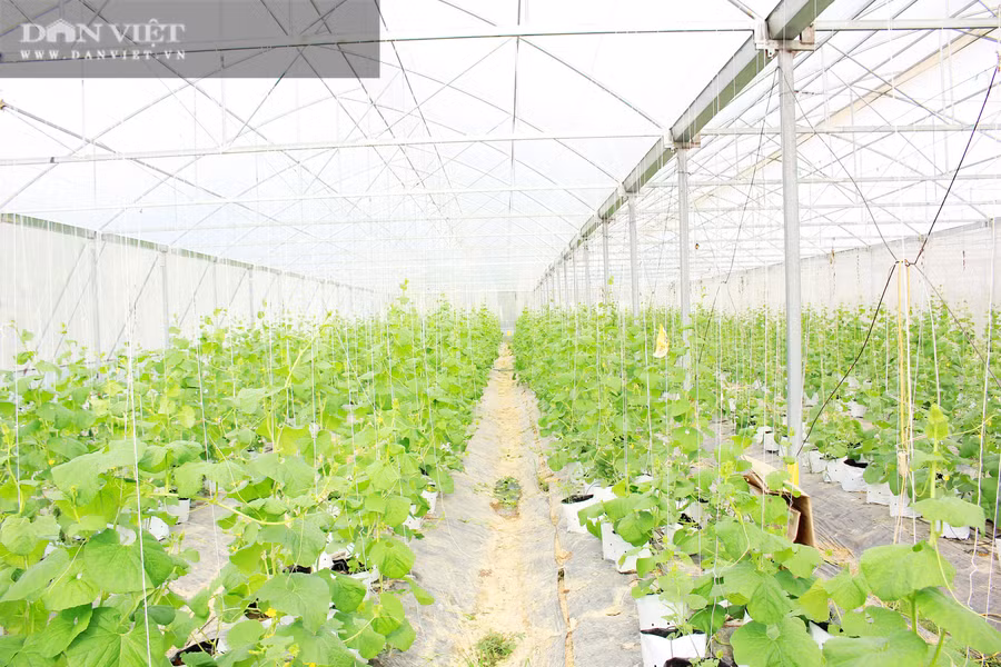 Mô hình trồng dưa lưới của kỹ sư 9X được đầu tư, xây dựng hiện đại. Ảnh: PV