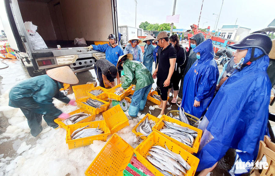 Thương lái đội mưa ra tận cảng mua hải sản của bà con ngư dân vào bờ tránh bão số 2 chiều 1-8 - Ảnh: DOÃN HÒA