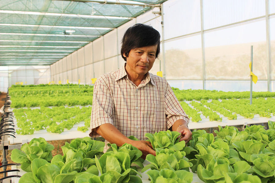  Ông Nguyễn Ngọc Hoàng-Giám đốc Công ty TNHH một thành viên Hương Đất An Phú (TP. Pleiku) lo lắng vì giá rau giảm mạnh. Ảnh: NGUYỄN DIỆP