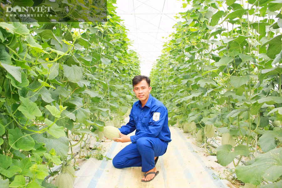 Kỹ sư 9X Lê Cảnh Hiếu bên mô hình dưa lưới của mình. Ảnh: PV