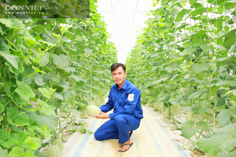 Kỹ sư 9X Lê Cảnh Hiếu bên mô hình dưa lưới của mình. Ảnh: PV