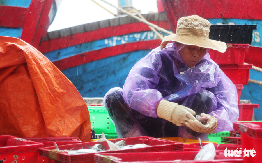 Một phụ nữ lựa cá trong mưa ở cảng Cửa Hội, thị xã Cửa Lò - Ảnh: DOÃN HÒA