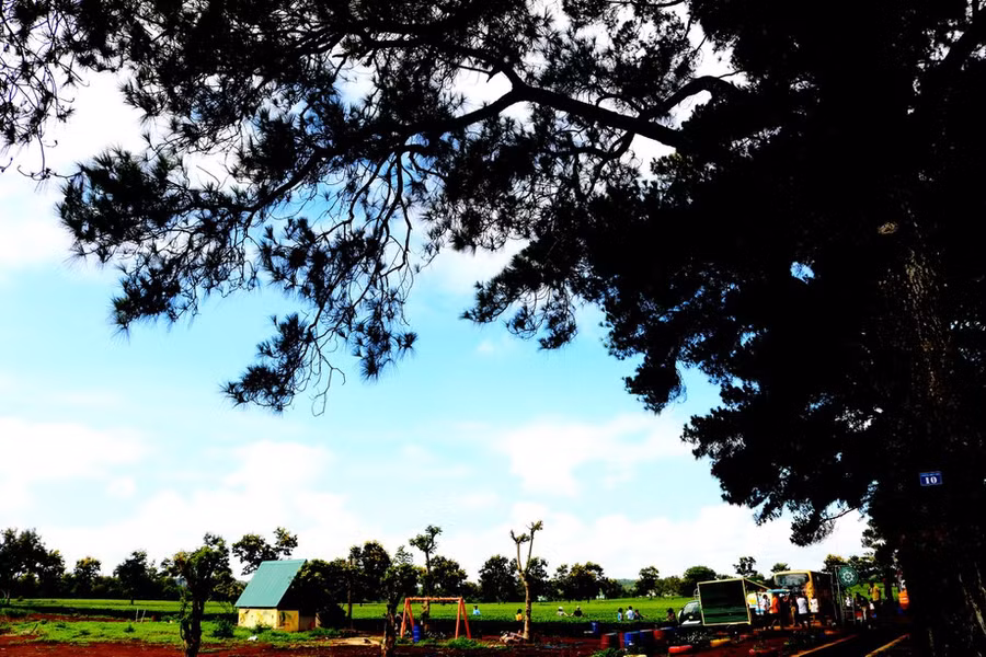 Những cành thông vươn xa... - Ảnh: Khuê Việt Trường