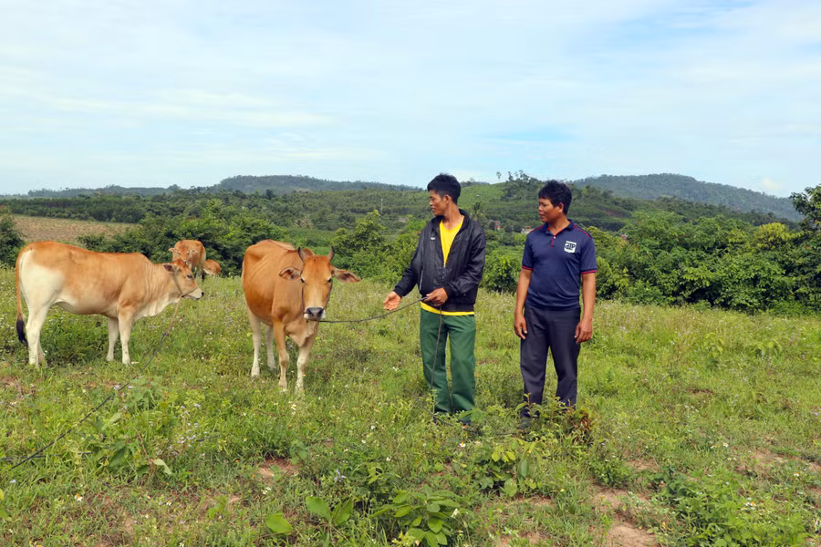  Anh Đinh Khích (thứ 2 từ phải sang) chia sẻ kinh nghiệm nuôi bò với hội viên Nông hội làng Kươk (xã Sró, huyện Kông Chro). Ảnh: Ngọc Minh