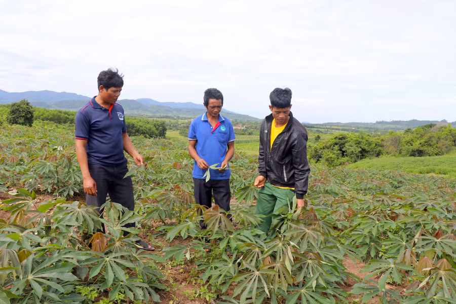 Các thành viên trong Nông hội làng Kươk, xã Sró, huyện Kông Chro trao đổi kinh nghiệm sản xuất, trồng trọt. Ảnh: Ngọc Minh