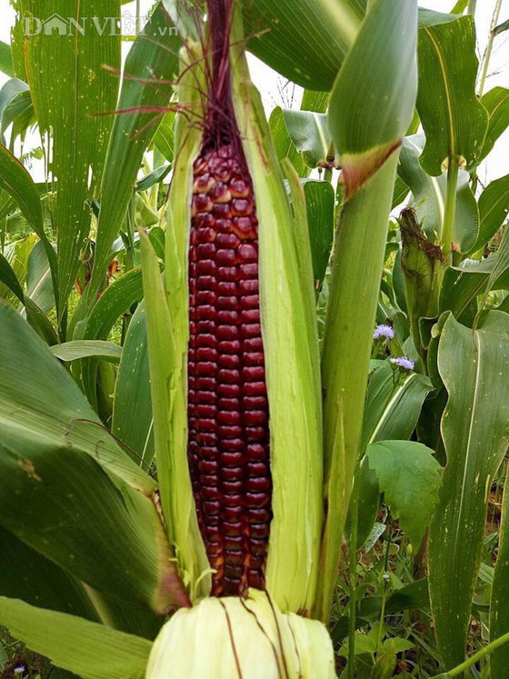 Giá bán bắp "Nữ hoàng đỏ" luôn cao gấp 3-4 lần bắp thường.  Giá bán bắp