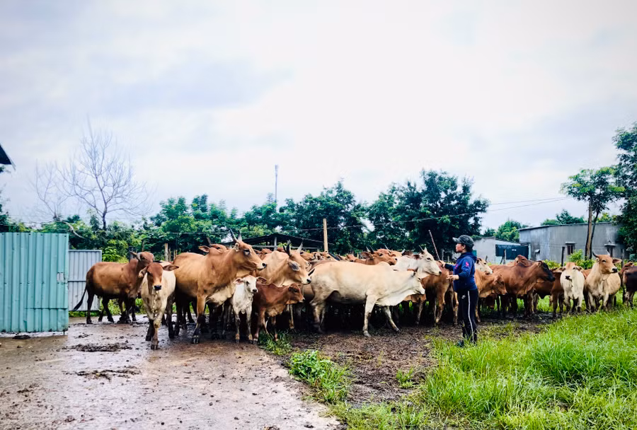Chị Phượng kiểm đếm đàn bò trước khi lùa ra bãi chăn thả. Ảnh: Hải Lê