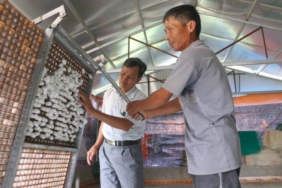 Kbang: Mô hình nông hội phát huy hiệu quả (GLO)- Huyện Kbang hiện có Nông hội dâu, tằm tơ và rau, quả Sông Ba và Nông hội nuôi bò xã Đông. Mô hình đã phát huy thế mạnh của từng địa phương, giúp nông dân thay đổi tư duy sản xuất, nâng cao năng suất, giá trị sản phẩm nông nghiệp. Ra mắt vào đầu tháng 11-2019, đến nay, Nông hội dâu, tằm tơ và rau, quả Sông Ba đã thu hút 83 nông dân trên địa bàn xã Đak Hlơ và Kông Pla tham gia. Ông Lê Thanh Toại-Chủ nhiệm Nông hội-cho biết: Những năm gần đây, người dân chuyển đổi diện tích mía sang trồng cây ăn quả, trồng dâu nuôi tằm, rau màu để phát triển kinh tế. Tuy nhiên, hoạt động sản xuất còn mang tính tự phát, manh mún, hạn chế về kỹ thuật trồng, chăm sóc dẫn đến hiệu quả chưa cao. Chính vì vậy, Nông hội ra đời sẽ dần khắc phục những hạn chế trên. “Tham gia Nông hội, hội viên được trao đổi thông tin về thị trường, liên kết tiêu thụ sản phẩm, chia sẻ kỹ thuật sản xuất. Nông hội phối hợp với Hội Nông dân, Phòng Nông nghiệp và PTNT tổ chức tập huấn chuyên đề chuyển đổi cơ cấu cây trồng, hướng dẫn quy trình trồng cây ăn quả, trồng dâu nuôi tằm; tổ chức cho hội viên tham quan mô hình trồng cây ăn quả. Đến nay, hội viên đã trồng được 50 ha cây ăn quả và 25 ha dâu”-ông Toại nói. Gia đình ông Trần Xuân Tình (thôn 3, xã Đak Hlơ) có 4 ha đất chuyên trồng mía. Năm 2018, ông Tình phá bỏ gần 1 ha mía để chuyển sang trồng cây ăn quả, trồng dâu nuôi tằm và trồng cỏ nuôi bò. “Thu nhập từ các loại cây trên tăng gấp đôi, gấp 3 lần so với cây mía. Tuy nhiên, có thời điểm đầu ra sản phẩm gặp khó khăn. Vào Nông hội, tôi còn được mọi người giới thiệu thị trường tiêu thụ sản phẩm”-ông Tình cho hay. Còn ông Phạm Văn Sang (cùng thôn) thì chia sẻ: “Tham gia Nông hội, tôi được học hỏi kỹ thuật trồng rau màu, cây ăn quả theo tiêu chuẩn VietGAP. Gia đình tôi trồng được 1 sào cây ăn quả (gồm mít, na) và 1 sào rau màu và 3 sào cây dâu tằm. Từ đầu năm đến nay, do ảnh hưởng của dịch Covid-19 nên đầu ra sản phẩm kén tằm gặp khó khăn. Tuy nhiên, nhờ được các thành viên giới thiệu nơi tiêu thụ nên gia đình tôi đã bán được sản phẩm, mang lại thu nhập ổn định”. Nhằm mang lại lợi ích kinh tế cho các thành viên cũng như cộng đồng dân cư, đầu tháng 8-2020, Nông hội nuôi bò xã Đông được thành lập với 84 thành viên. Đây là mô hình chăn nuôi bò kết hợp sản xuất rau màu, hướng tới mục tiêu liên kết, trao đổi kinh nghiệm trong sản xuất, tiêu thụ sản phẩm; giải quyết việc làm cho lao động nông thôn. Ở “ngôi nhà chung” này, các thành viên hỗ trợ nhau trong chăn nuôi, kinh doanh, tiêu thụ sản phẩm, hướng tới chăn nuôi bò theo hướng bền vững. Ông Nguyễn Thanh Trung-Chủ nhiệm Nông hội-cho hay: “Để Nông hội hoạt động hiệu quả, thời gian tới, chúng tôi sẽ đề xuất các cấp, các ngành tổ chức tập huấn, hướng dẫn kỹ thuật chăn nuôi bò cho thành viên; phát triển quy mô chăn nuôi, nâng cao chất lượng đàn bò; khảo sát, liên kết tìm đầu ra ổn định trong tiêu thụ bò giống, bò thịt, bò sinh sản”. Cũng theo Chủ nhiệm Nông hội nuôi bò xã Đông, hiện nay, Ban chủ nhiệm đang rà soát số lượng đàn bò, nhu cầu thức ăn, kỹ thuật, vốn… đối với từng thành viên để có hướng hỗ trợ kịp thời. Anh Đinh Rêu (thôn 1, xã Đông) bộc bạch: “Đầu năm 2019, tôi bán 4 con bò để làm nhà ở. Do không nắm bắt được giá cả thị trường nên bị thương lái ép giá. Bây giờ tham gia vào Nông hội, bên cạnh được trao đổi kinh nghiệm chăn nuôi, tôi biết cách cập nhật thông tin thị trường về đầu ra sản phẩm của mình nên không bị ép giá nữa”. Ông Hồ Viết Cảm-Chủ tịch Hội Nông dân huyện Kbang-cho biết: Việc thành lập nông hội sẽ tạo tiền đề cho phát triển hợp tác xã, tổ hợp tác sản xuất ở khu vực nông thôn; khai thác tốt tiềm năng, lợi thế của huyện trong chăn nuôi, trồng trọt; tăng cường mối liên kết giữa hộ nông dân với các doanh nghiệp, hợp tác xã và thị trường tiêu thụ sản phẩm để hỗ trợ kinh tế hộ phát triển theo hướng sản xuất hàng hóa, góp phần thực hiện có hiệu quả đề án tái cơ cấu nông nghiệp, gắn với xây dựng nông thôn mới trên địa bàn. NGỌC MINH Ông Nguyễn Văn Dũng-Phó Chủ tịch UBND huyện Kbang: “Qua thực tế hoạt động, 2 nông hội trên địa bàn huyện đã phát huy thế mạnh của từng địa phương, giúp nông dân thay đổi tư duy sản xuất, nâng cao năng suất, giá trị sản phẩm nông nghiệp. Thời gian tới, huyện tiếp tục nhân rộng mô hình nông hội tại các xã còn lại”. Ông Phạm Văn Sang (bìa phải; xã Đak Hlơ, huyện Kbang) thu hoạch kén tằm. Ảnh: Ngọc Minh 