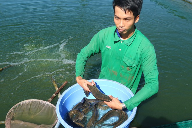 Anh Trần Văn Tính giới thiệu cá thương phẩm chuẩn bị cân cho thương lái ẢNH: THIÊN LỘC