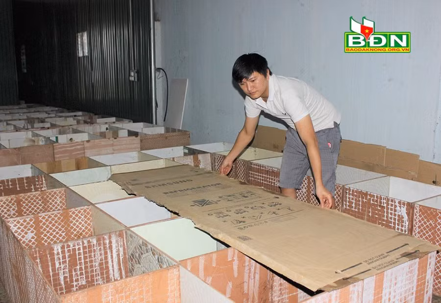 Anh Thành, ở khối 2, thị trấn Kiến Đức (huyện Đắk R’lấp, tỉnh Đắk Nông) che đậy tránh gió lùa vào chuồng dúi vào ban đêm.