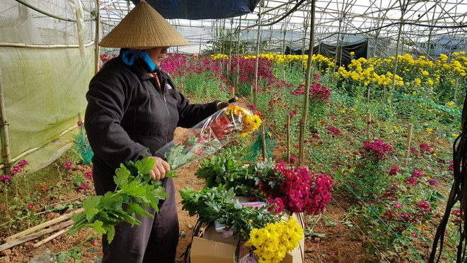 Nông dân Đà Lạt thu hoạch hoa cúc ẢNH: LÂM VIÊN