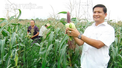 Anh Ngô Đình Trí (xã Bảo Quang, TP.Long Khánh, tỉnh Đồng Nai) và rẫy bắp "Nữ hoàng đỏ" đang chuẩn bị thu hoạch. Anh Ngô Đình Trí (xã Bảo Quang, TP.Long Khánh, tỉnh Đồng Nai) và rẫy bắp