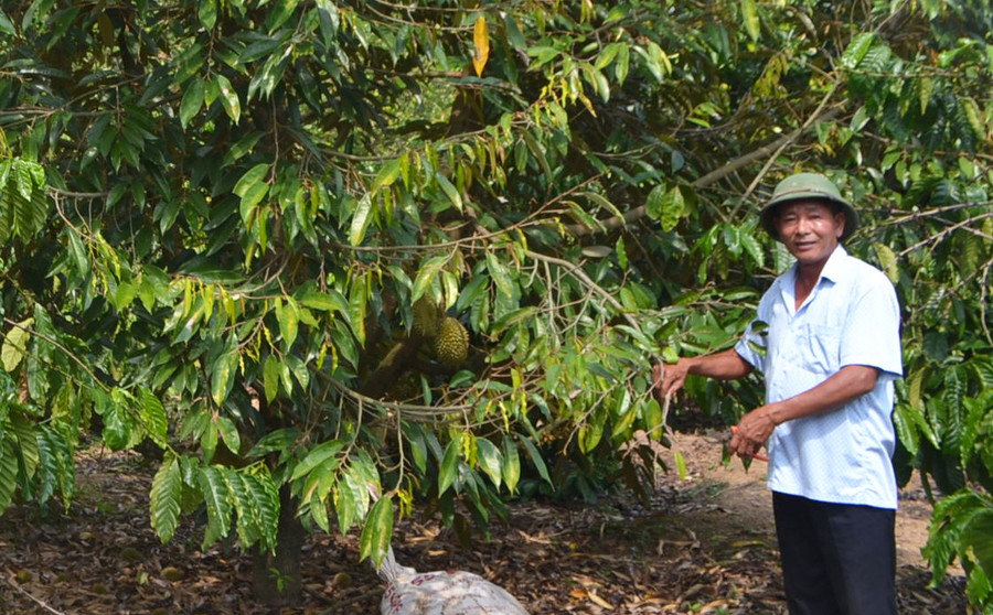 Sầu riêng trồng xen trong vườn cà phê của gia đình ông Lơ, xã Rờ Kơi, huyện Sa Thầy, tỉnh Kon Tum.